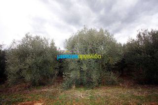 Αγροτεμάχια 7.300 τ.μ. για πώληση, Αργολίδα, Κουτσοπόδι-thumb-17