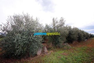 Αγροτεμάχια 7.300 τ.μ. για πώληση, Αργολίδα, Κουτσοπόδι-thumb-6