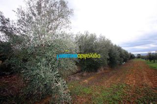 Αγροτεμάχια 7.300 τ.μ. για πώληση, Αργολίδα, Κουτσοπόδι-thumb-5