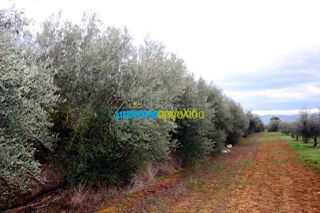 Αγροτεμάχια 7.300 τ.μ. για πώληση, Αργολίδα, Κουτσοπόδι-thumb-7