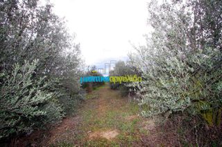 Αγροτεμάχια 7.300 τ.μ. για πώληση, Αργολίδα, Κουτσοπόδι-thumb-9