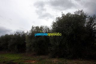Αγροτεμάχια 7.300 τ.μ. για πώληση, Αργολίδα, Κουτσοπόδι-thumb-12