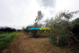 Αγροτεμάχια 7.300 τ.μ. για πώληση, Αργολίδα, Κουτσοπόδι-thumb-10
