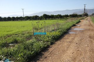 Αγροτεμάχια 7.419 τ.μ. για πώληση, Αργολίδα, Νέα Κίος-thumb-3