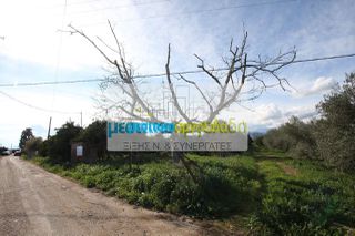 Αγροτεμάχια 6.250 τ.μ. για πώληση