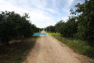 Αγροτεμάχια 3.440 τ.μ. πρός πώληση, Αργολίδα, Κουτσοπόδι-thumb-6