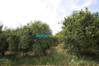 Αγροτεμάχια 3.440 τ.μ. πρός πώληση, Αργολίδα, Κουτσοπόδι-thumb-4