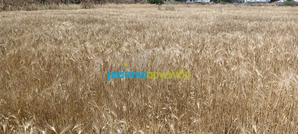 Αγροτεμάχια 7.500 τ.μ. προς πώληση, Κέντρο Νέας Κίου