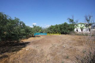Αγροτεμάχια 2.000 τ.μ. για πώληση, Αργολίδα, Άργος-thumb-6