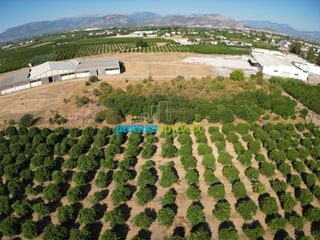 Αγροτεμάχια 6.132 τ.μ. προς πώληση, Δαλαμανάρα-thumb-4