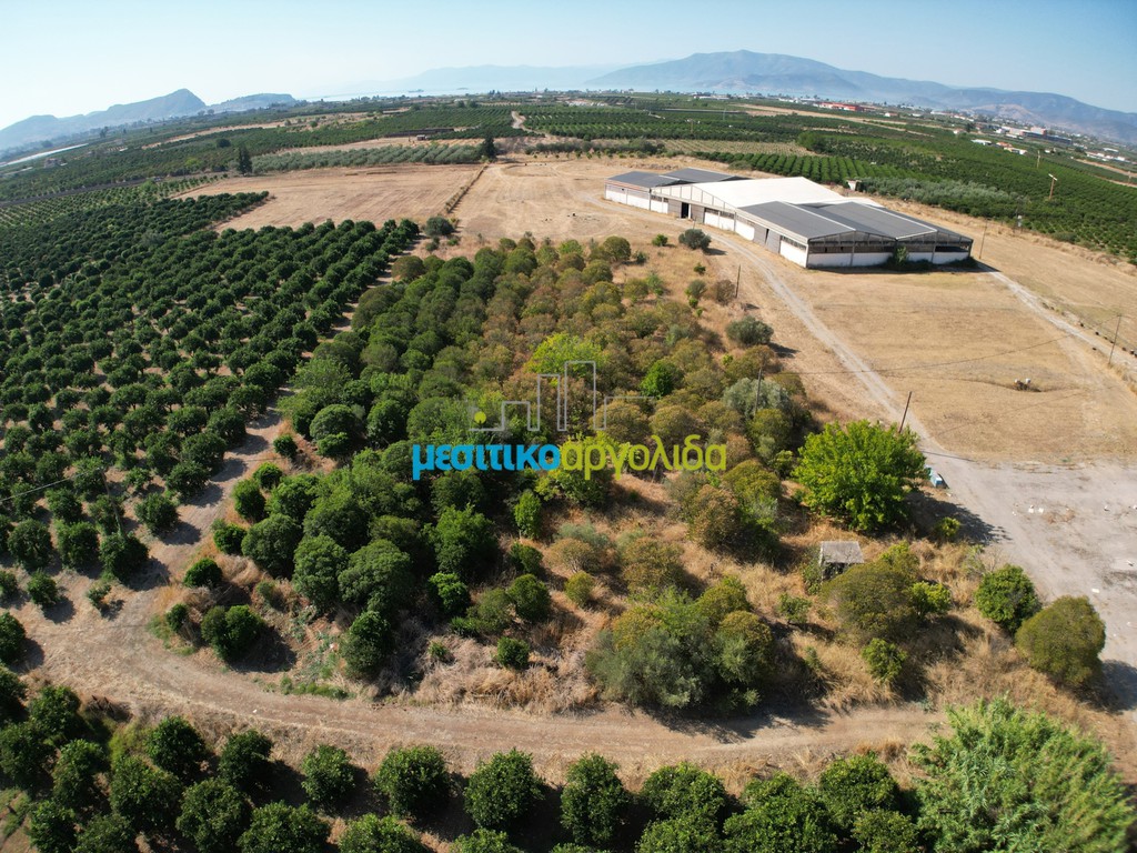 Αγροτεμάχια 6.132 τ.μ. προς πώληση, Δαλαμανάρα