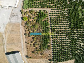 Αγροτεμάχια 6.132 τ.μ. προς πώληση, Δαλαμανάρα-thumb-7