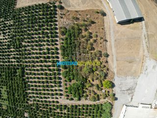 Αγροτεμάχια 6.132 τ.μ. προς πώληση, Δαλαμανάρα-thumb-9