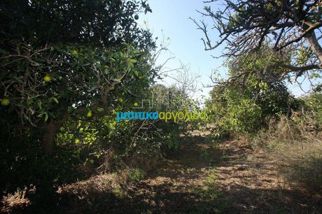 Αγροτεμάχια 5.500 τ.μ. για πώληση