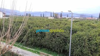 Οικόπεδο 565 τ.μ. για πώληση, Αργολίδα, Μιδέα-thumb-7