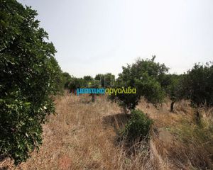 Αγροτεμάχια 6.266 τ.μ. για πώληση, Αργολίδα, Κουτσοπόδι-thumb-5