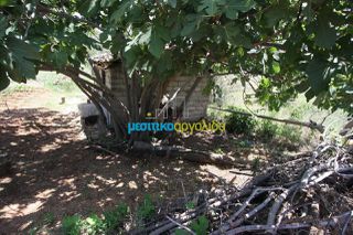 Οικόπεδο 8.000 τ.μ. για πώληση, Κορινθία, Νεμέα-thumb-15