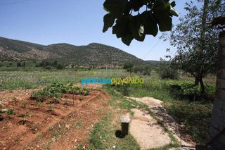 Οικόπεδο 8.000 τ.μ. για πώληση, Κορινθία, Νεμέα-thumb-7