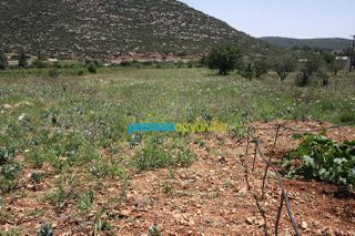 Οικόπεδο 8.000 τ.μ. για πώληση, Κορινθία, Νεμέα-thumb-13