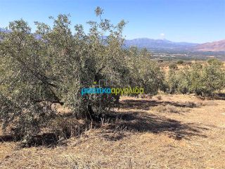 Οικόπεδο 22.000 τ.μ. για πώληση, Αργολίδα, Νέα Τίρυνθα-thumb-17