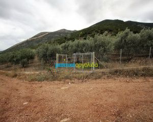 Αγροτεμάχια 7.232 τ.μ. για πώληση