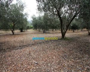 Αγροτεμάχια 7.232 τ.μ. για πώληση, Αργολίδα, Κουτσοπόδι-thumb-9