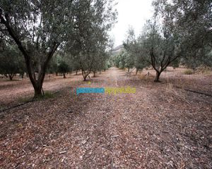 Αγροτεμάχια 7.232 τ.μ. για πώληση, Αργολίδα, Κουτσοπόδι-thumb-10
