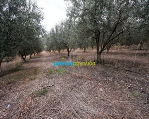 Αγροτεμάχια 7.232 τ.μ. για πώληση, Αργολίδα, Κουτσοπόδι-thumb-4