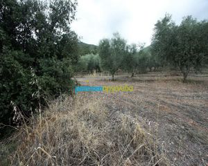Αγροτεμάχια 7.232 τ.μ. για πώληση, Αργολίδα, Κουτσοπόδι-thumb-14