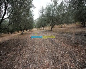 Αγροτεμάχια 7.232 τ.μ. για πώληση, Αργολίδα, Κουτσοπόδι-thumb-7
