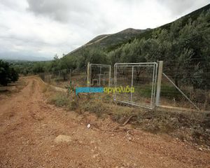 Αγροτεμάχια 7.232 τ.μ. για πώληση, Αργολίδα, Κουτσοπόδι-thumb-1