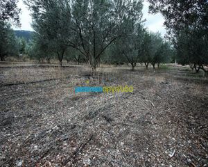 Αγροτεμάχια 7.232 τ.μ. για πώληση, Αργολίδα, Κουτσοπόδι-thumb-11