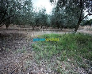 Αγροτεμάχια 7.232 τ.μ. για πώληση, Αργολίδα, Κουτσοπόδι-thumb-3