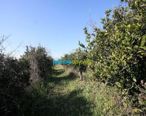Αγροτεμάχια 6.700 τ.μ. για πώληση, Αργολίδα, Άργος-thumb-2