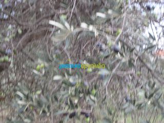 Οικόπεδο 5.907 τ.μ. για πώληση, Αρκαδία, Βόρεια Κυνουρία-thumb-13