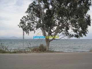 Οικόπεδο 5.907 τ.μ. για πώληση, Αρκαδία, Βόρεια Κυνουρία-thumb-22