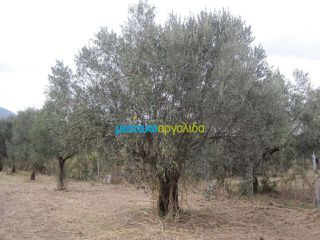 Οικόπεδο 5.907 τ.μ. για πώληση, Αρκαδία, Βόρεια Κυνουρία-thumb-10