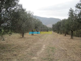 Οικόπεδο 5.907 τ.μ. για πώληση, Αρκαδία, Βόρεια Κυνουρία-thumb-11