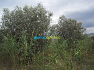 Οικόπεδο 5.907 τ.μ. για πώληση, Αρκαδία, Βόρεια Κυνουρία-thumb-15