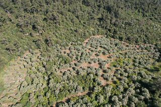Αγροτεμάχια 4.380 τ.μ. για πώληση, Ν. Καβάλας, Θάσος-thumb-1