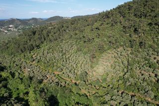 Αγροτεμάχια 4.380 τ.μ. για πώληση, Ν. Καβάλας, Θάσος-thumb-15