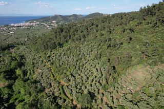 Αγροτεμάχια 4.380 τ.μ. για πώληση, Ν. Καβάλας, Θάσος-thumb-12