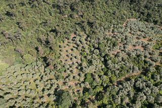 Αγροτεμάχια 4.380 τ.μ. για πώληση, Ν. Καβάλας, Θάσος-thumb-2