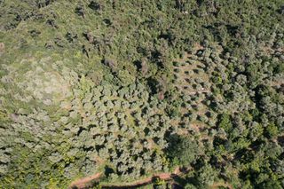 Αγροτεμάχια 4.380 τ.μ. για πώληση, Ν. Καβάλας, Θάσος-thumb-10