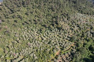 Αγροτεμάχια 4.380 τ.μ. για πώληση, Ν. Καβάλας, Θάσος-thumb-7