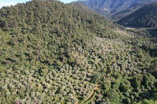Αγροτεμάχια 4.380 τ.μ. για πώληση, Ν. Καβάλας, Θάσος-thumb-6