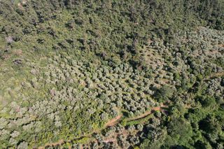 Αγροτεμάχια 4.380 τ.μ. για πώληση, Ν. Καβάλας, Θάσος-thumb-9