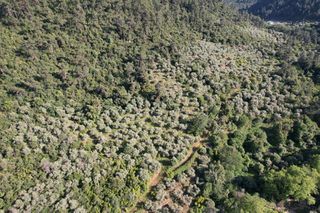 Αγροτεμάχια 4.380 τ.μ. για πώληση, Ν. Καβάλας, Θάσος-thumb-8