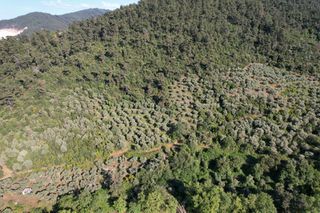 Αγροτεμάχια 4.380 τ.μ. για πώληση, Ν. Καβάλας, Θάσος-thumb-4
