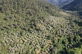 Αγροτεμάχια 4.380 τ.μ. για πώληση, Ν. Καβάλας, Θάσος-thumb-5